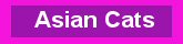 Asian Cats - Moonshadow