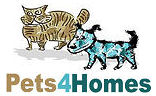 Pets for sale, Cats for sale & Kittens for Sale at Pets4Homes UK